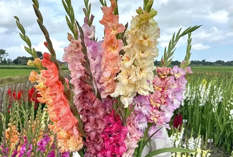 Gladiolus Flowers 