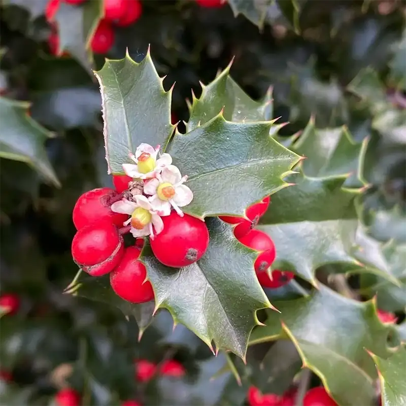 Holly Flower 