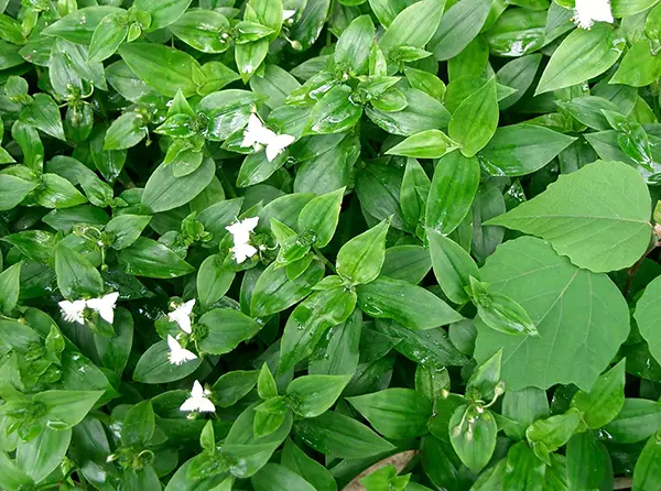 Inch plant, small-leaf spiderwort