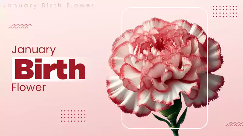 January Birth Flower