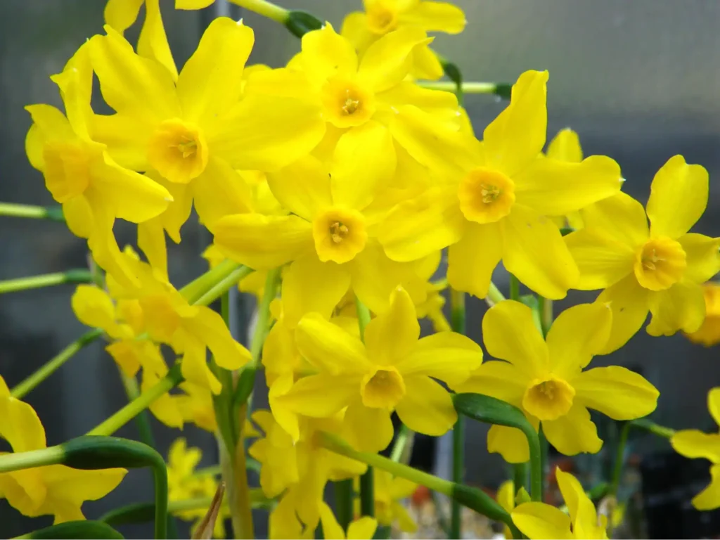 Jonquil Flowers