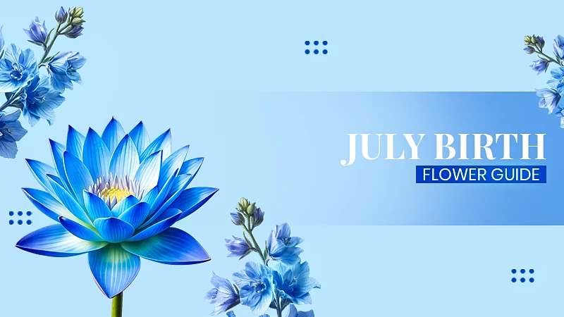 July Birth Flower Larkspur & Water Lily Meaning, Care Tips, Tattoo Ideas and more