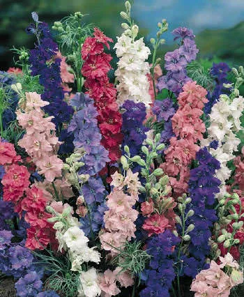 Larkspur Flowers
