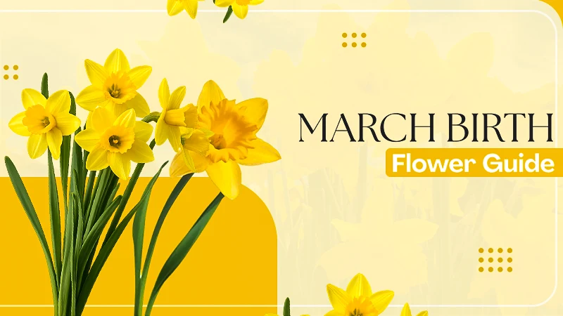 March Birth Flowers (Daffodil and Jonquil) Meaning, Significance, and Care Tips