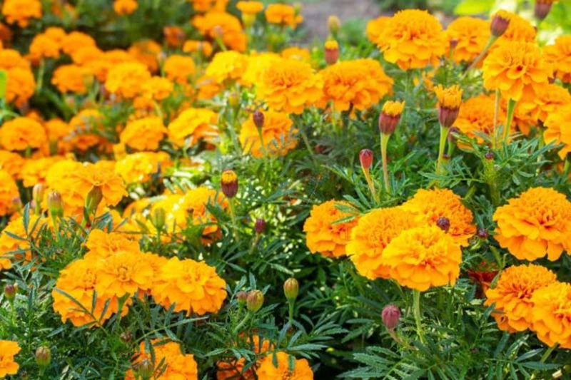 Marigold Flowers