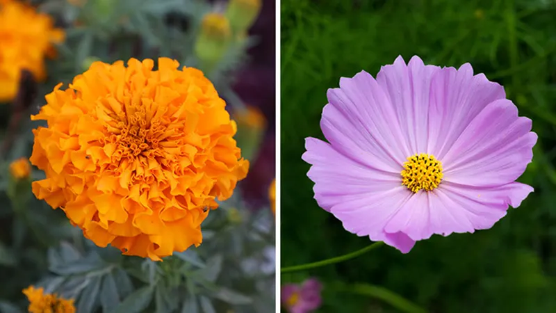 Marigold and Cosmos
