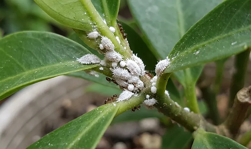 Mealybugs