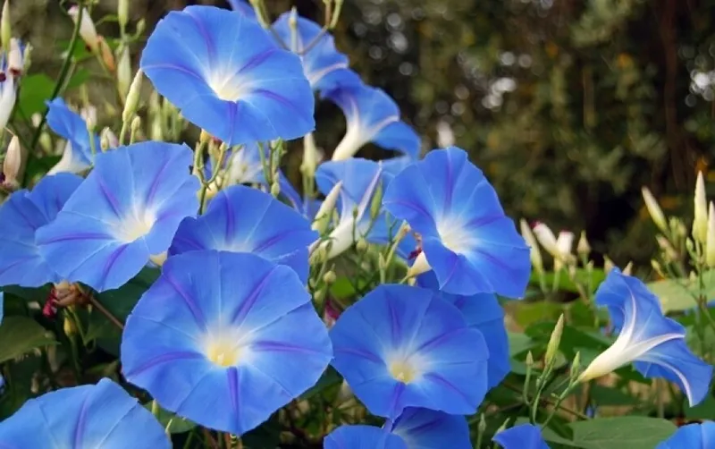 Morning Glory Flower