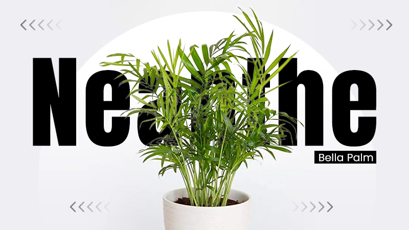 Neanthe Bella Palm