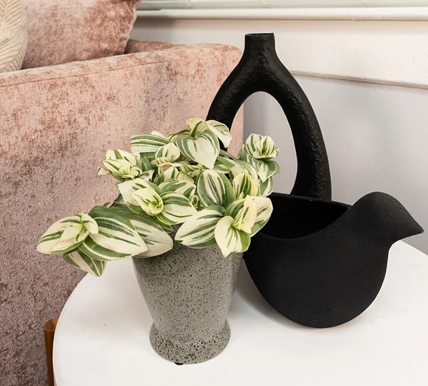 New vogue (tradescantia hybrid)