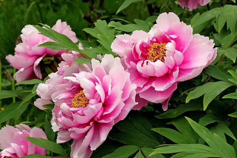 November Flower