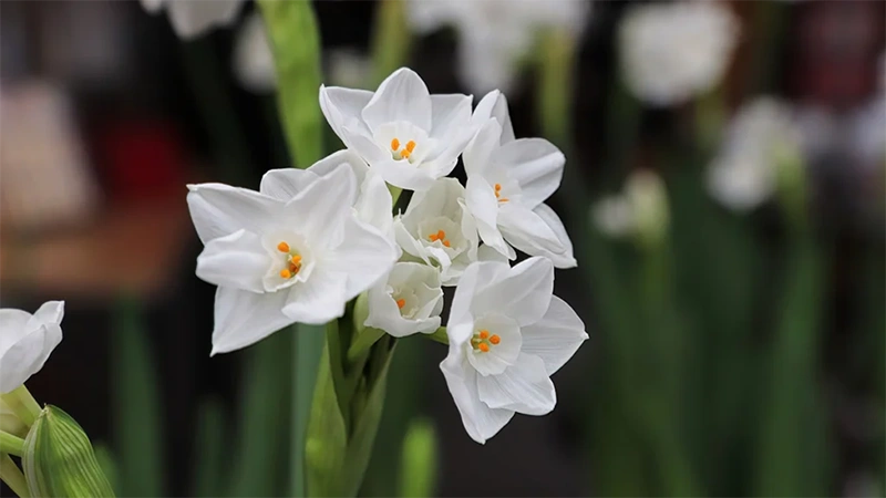 Paperwhite Flowers
