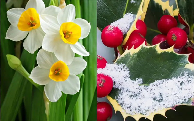 Paperwhite and Holly Flowers
