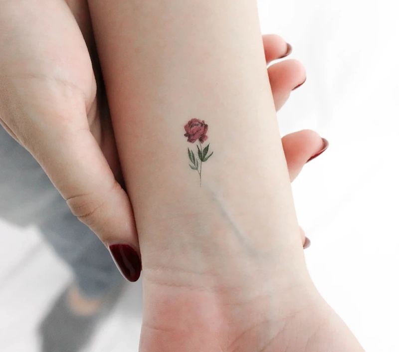Peony Plant