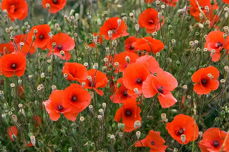  Poppy Flowers