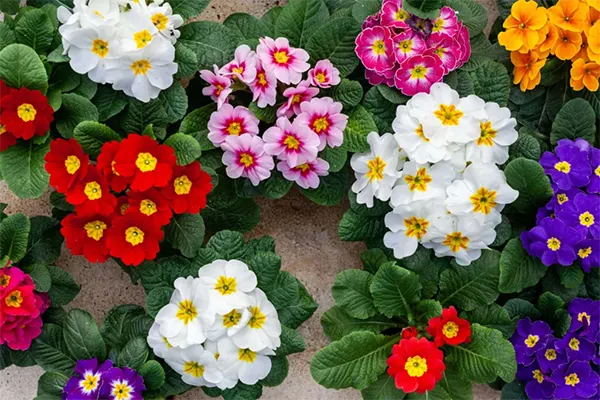 Primroses Flower
