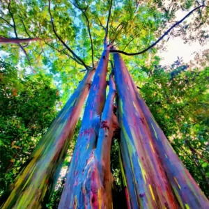 Rainbow Eucalyptus 1