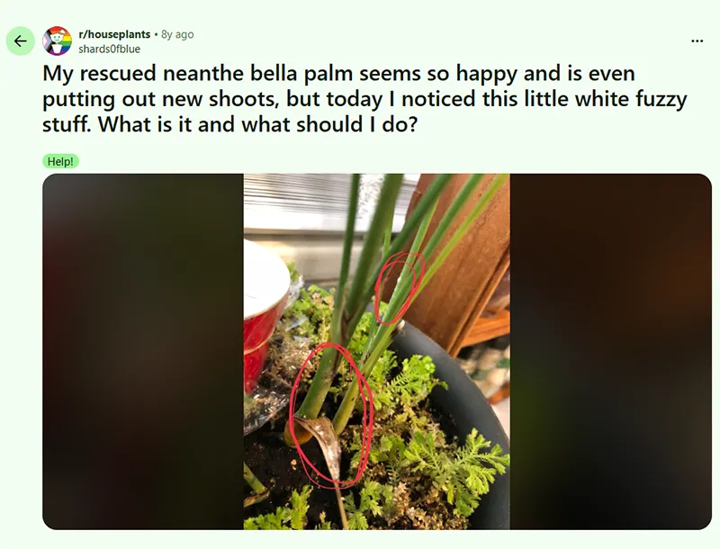 Rescued Neanthe Bella Palm