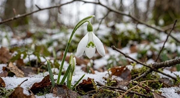 Second January Birth Flower