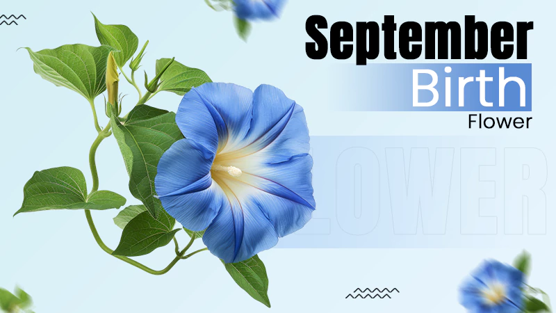 September Birth Flower