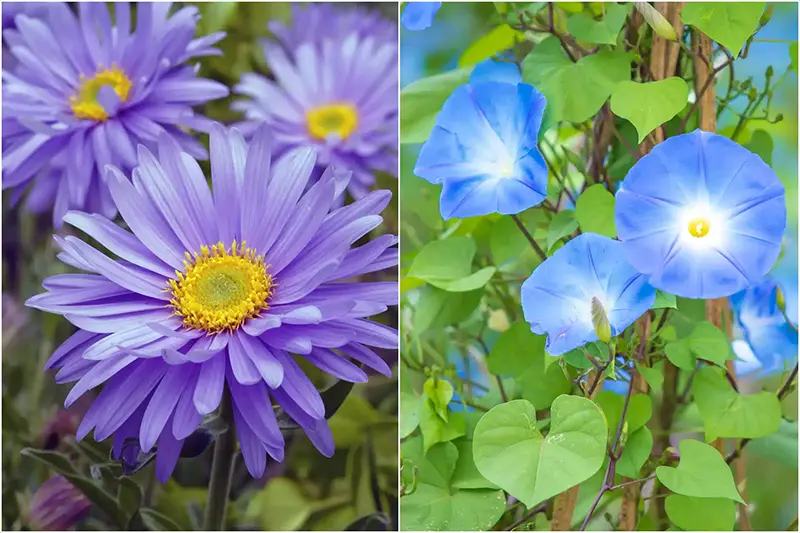 September Birth Flowers