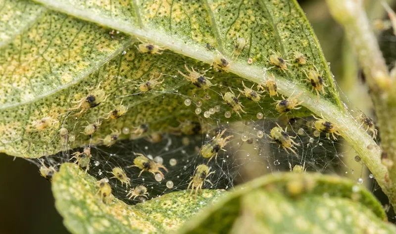 Spider Mites