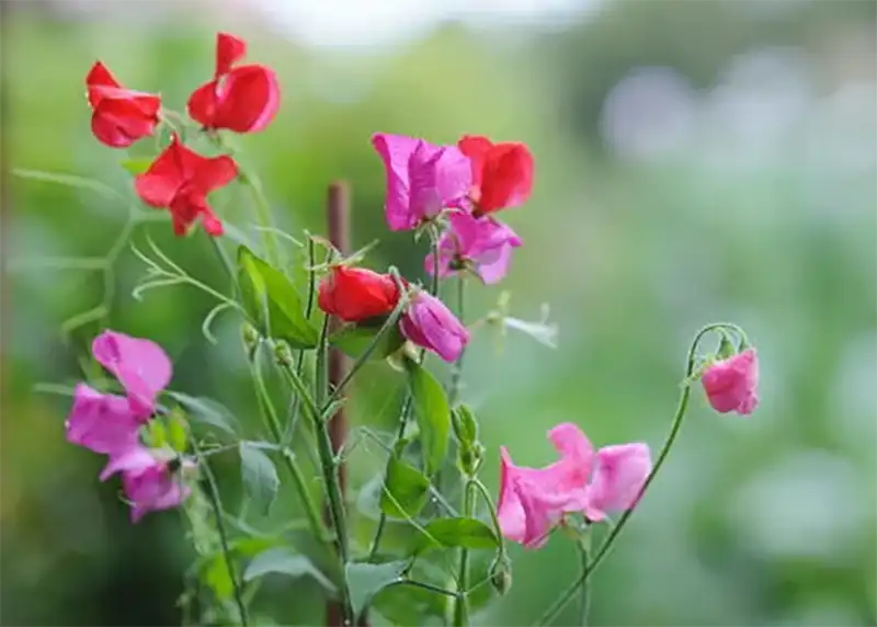 Sweet Pea Flower