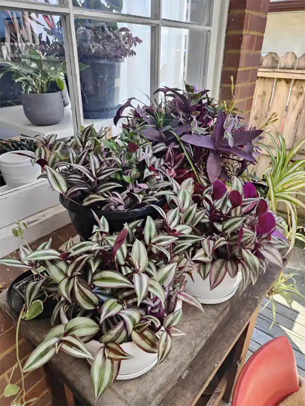 Tradescantia Plant