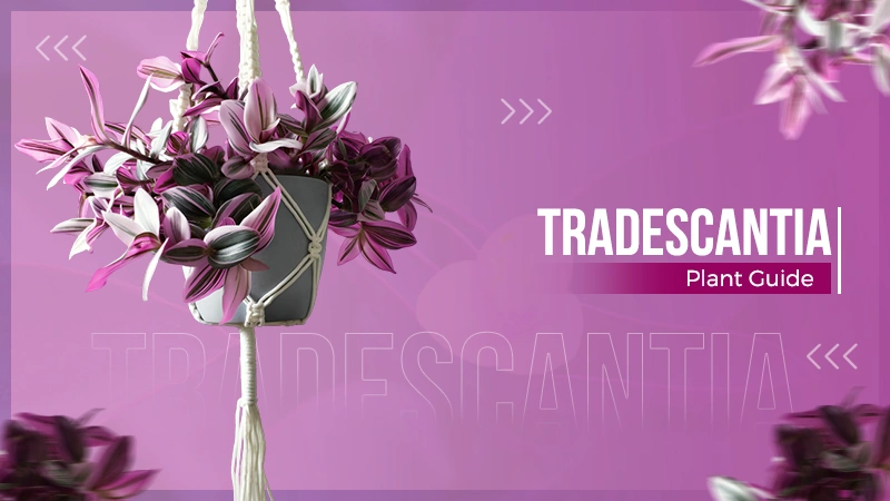 Tradescantia plant
