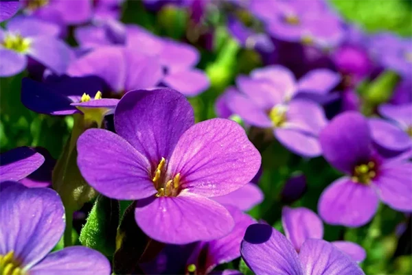Violet Flowers