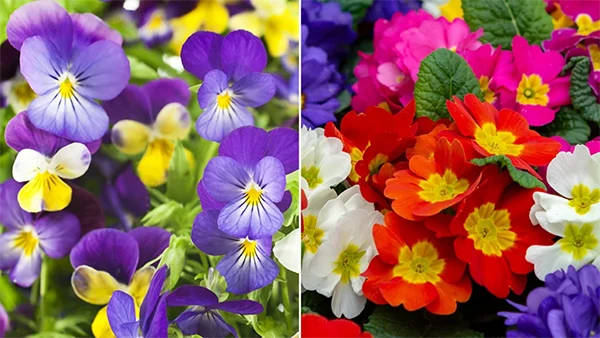 Violets and Primroses