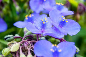 Virginia Spiderwort
