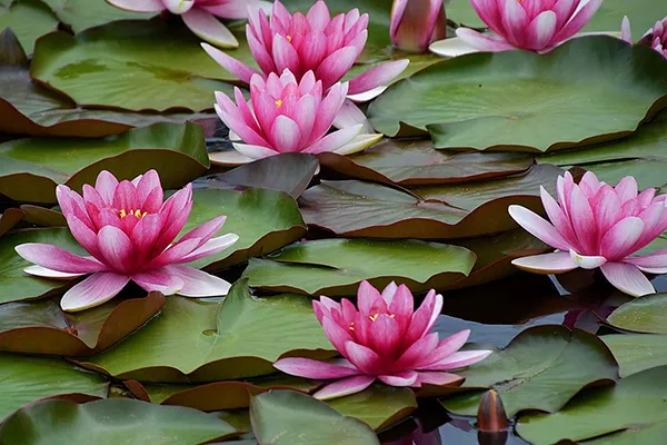 Water Lily 