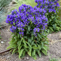 Webmaster spiderwort