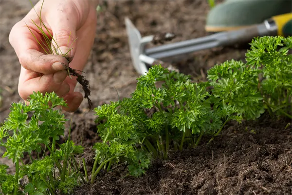 Weed management