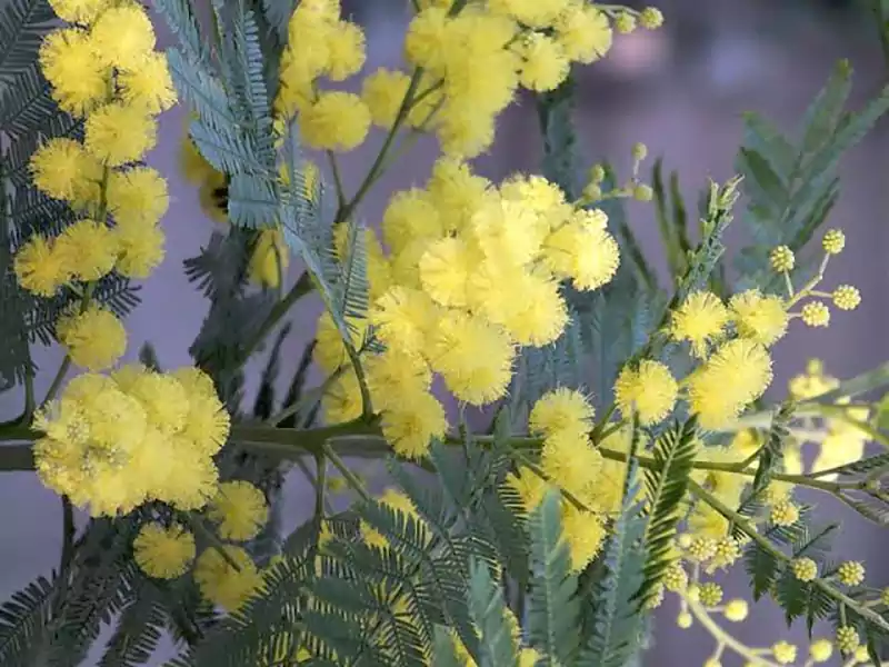 Acacia