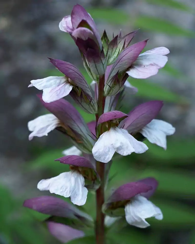 Acanthus