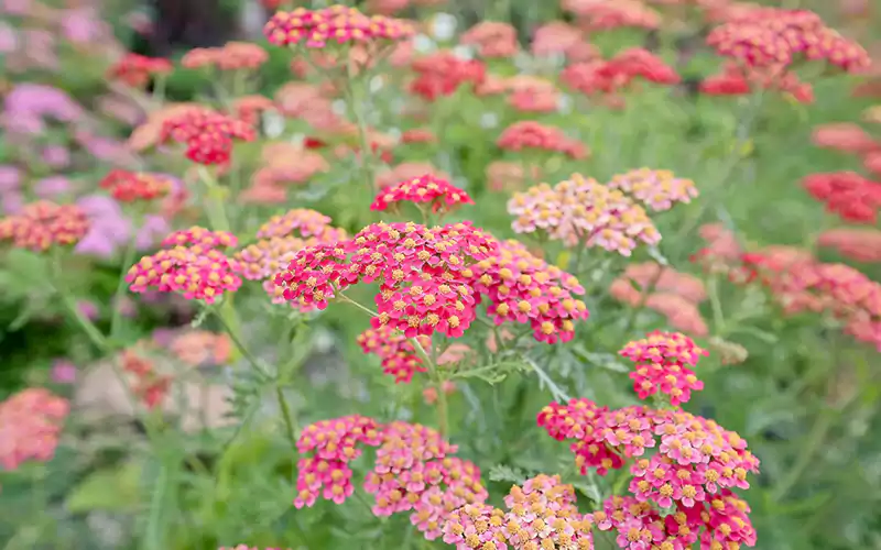 Achillea