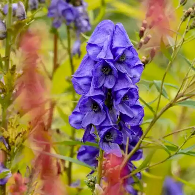 Aconite