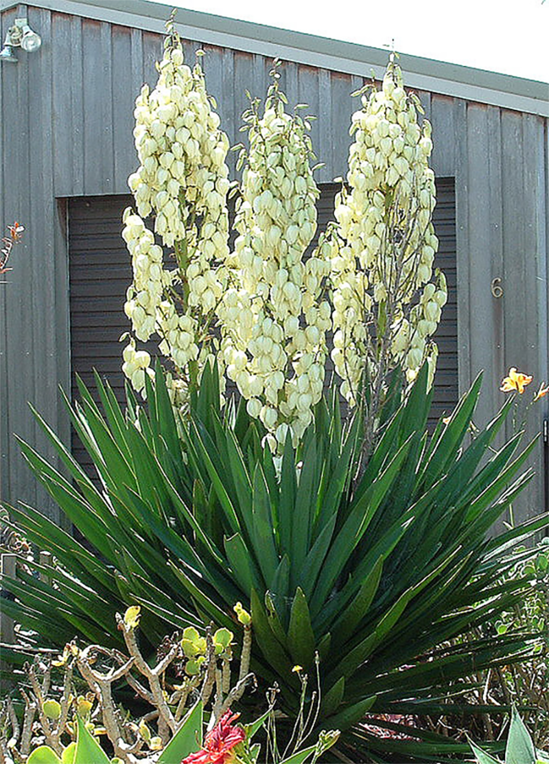 Adam’s Needle (Yucca filamentosa)