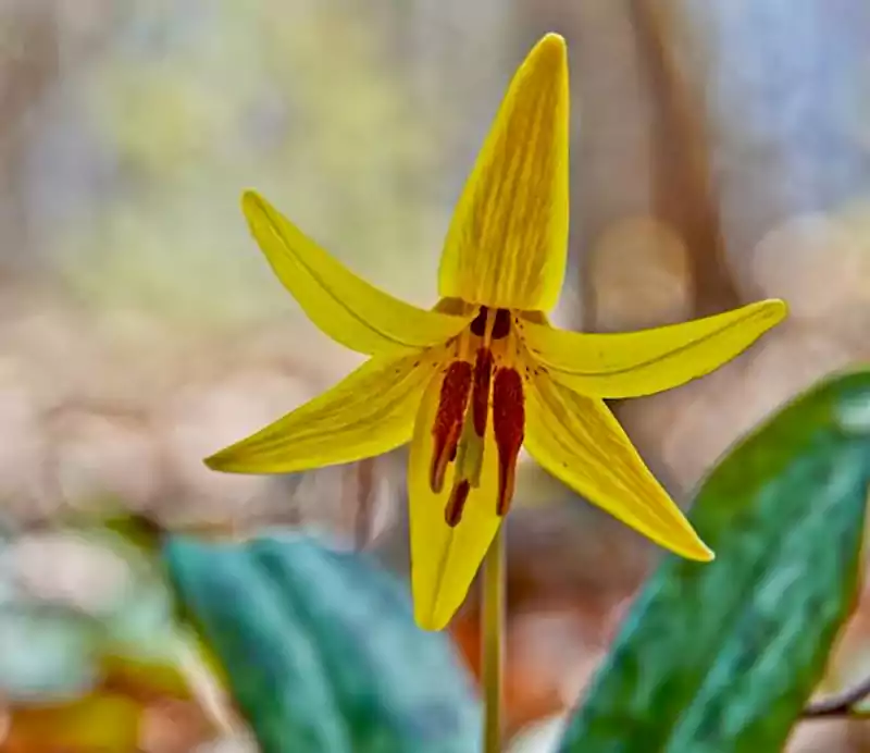 Adder’s Tongue