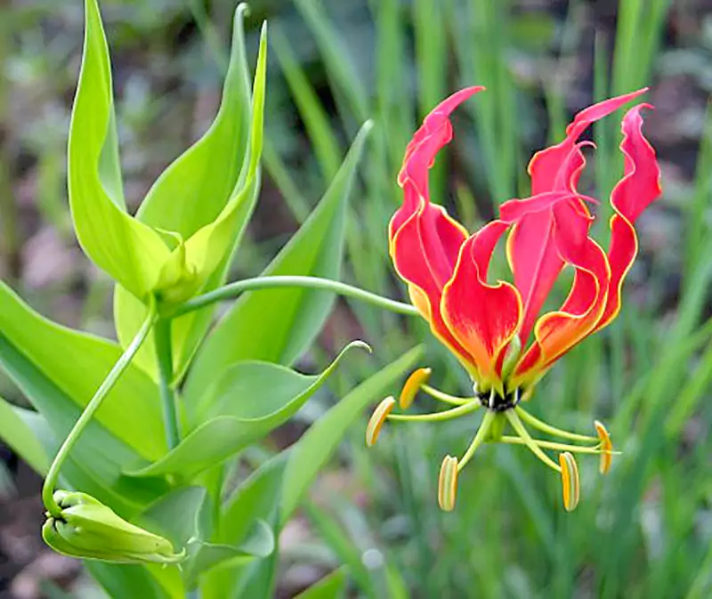 African Flame Lily
