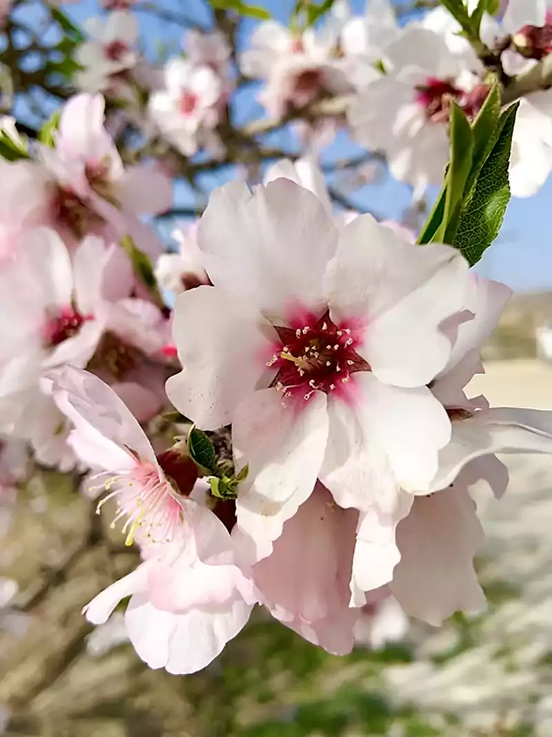 Almond Blossom