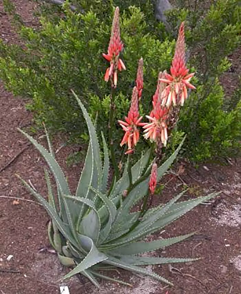 Aloe Succotrina