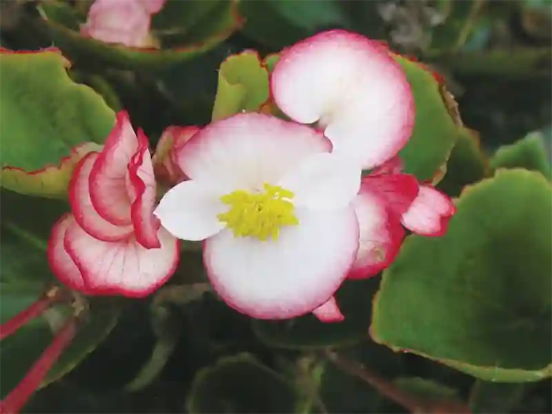 Ambassador Series Begonia
