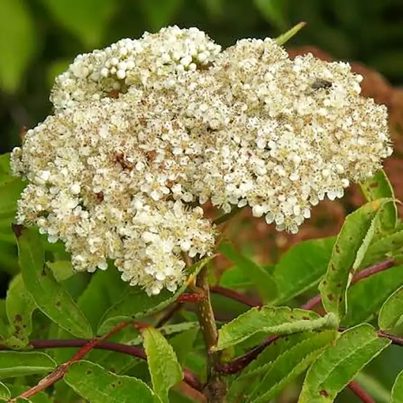 American Ash