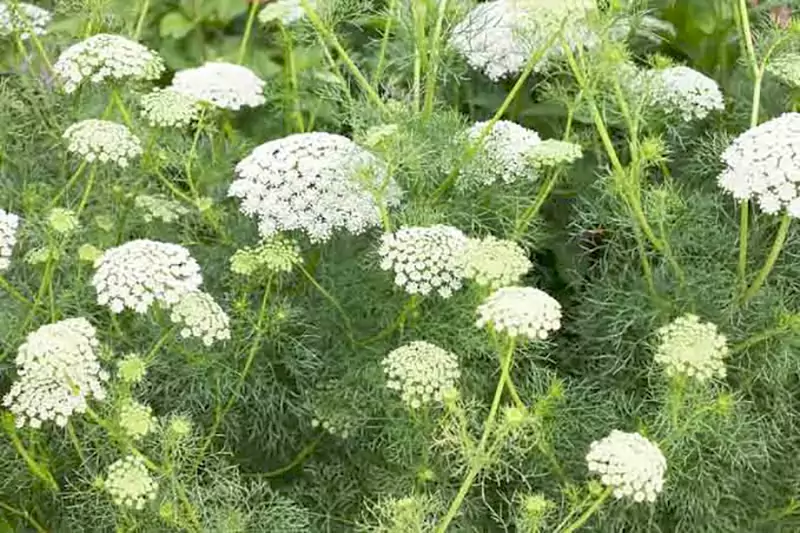 Ammi majus