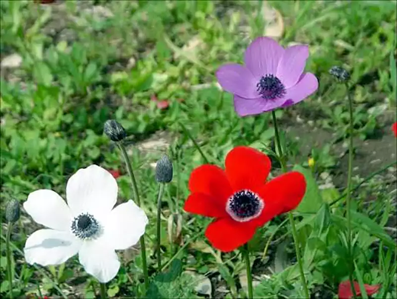 Anemone