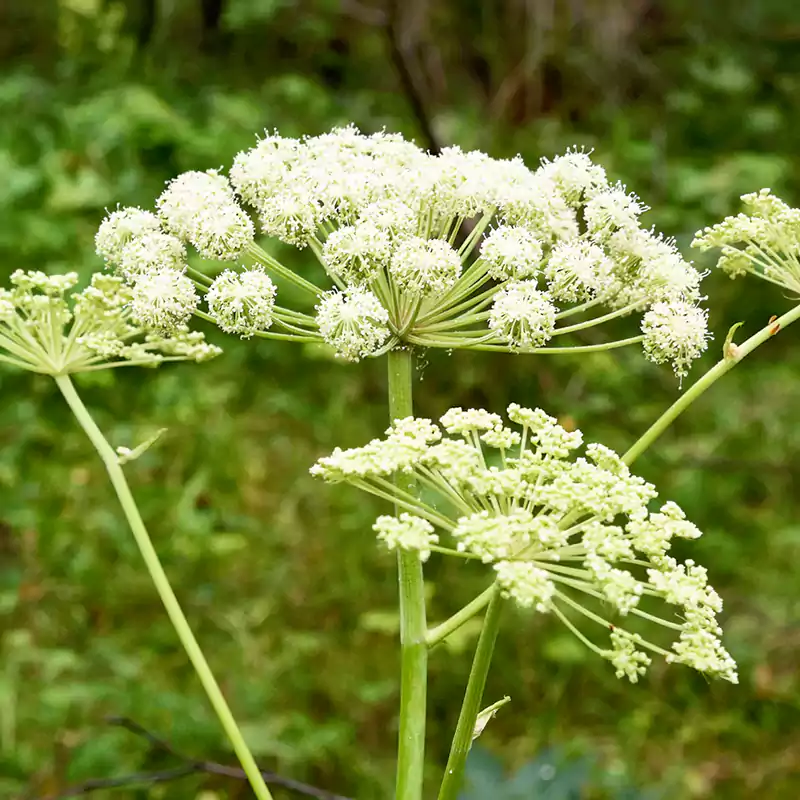 Angelica