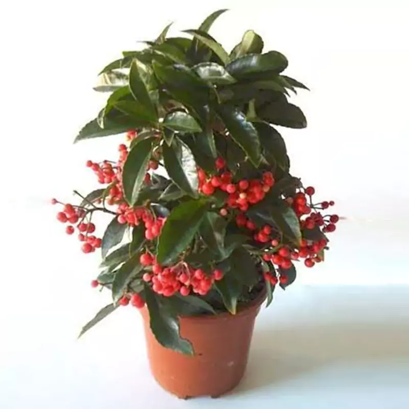 Ardisia